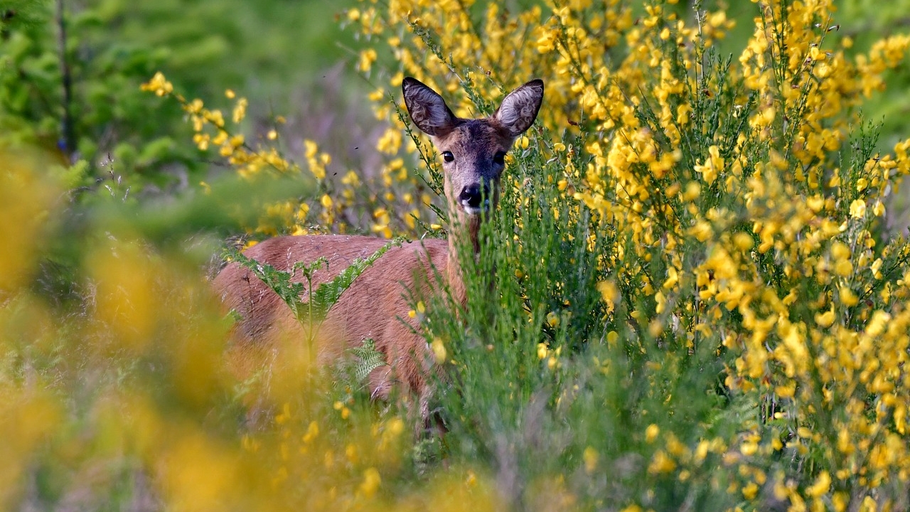 Un chevreuil s&rsquo;invite dans la cour de la maison de la petite enfance à Sarlat