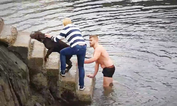 Un rugbyman irlandais plonge dans l&rsquo;eau glacée pour sauver un labrador de la noyade