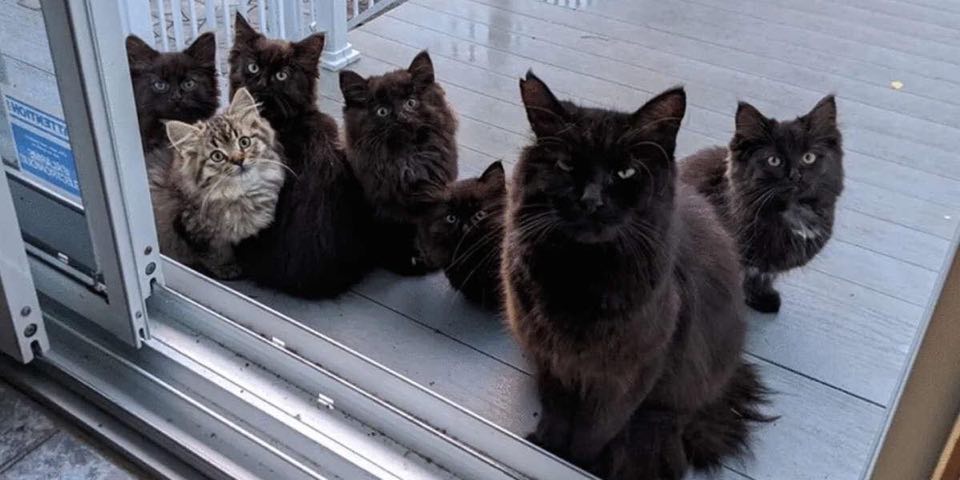 Une chatte errante revient avec ses six chatons dans le besoin chez la femme qui l&rsquo;avait nourrie