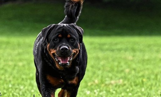 Angers: un homme tué par son Rottweiler et un autre blessé, le chien placé en fourrière