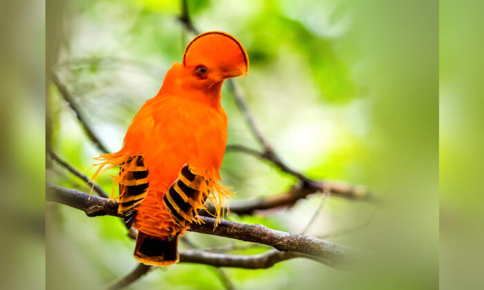 Un oiseau à la crête insolite en forme de demi-lune : une espèce à découvrir dans les forêts tropicales