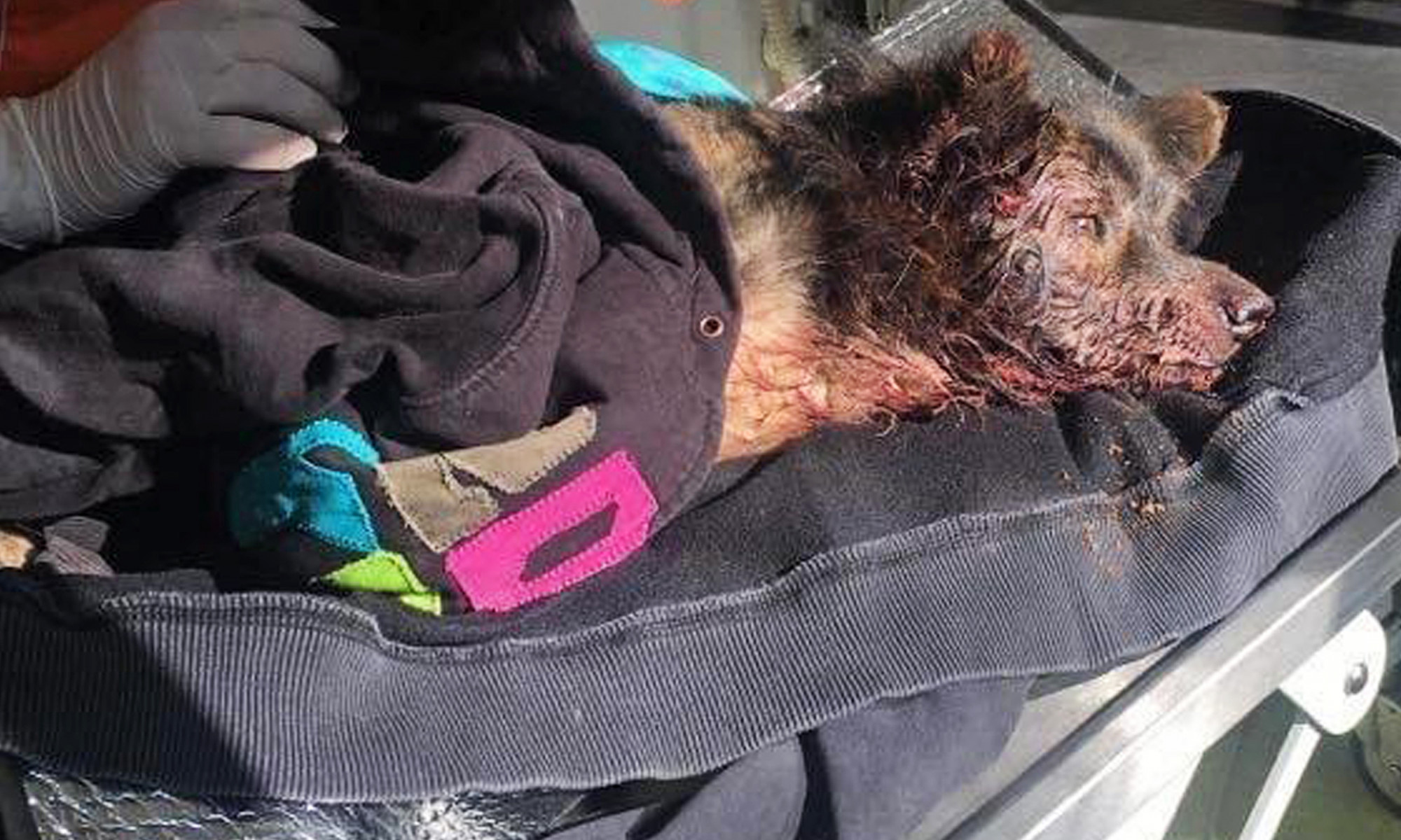 Un chien laissé pour mort après avoir été écrasé trouve un nouveau foyer permanent au Royaume-Uni