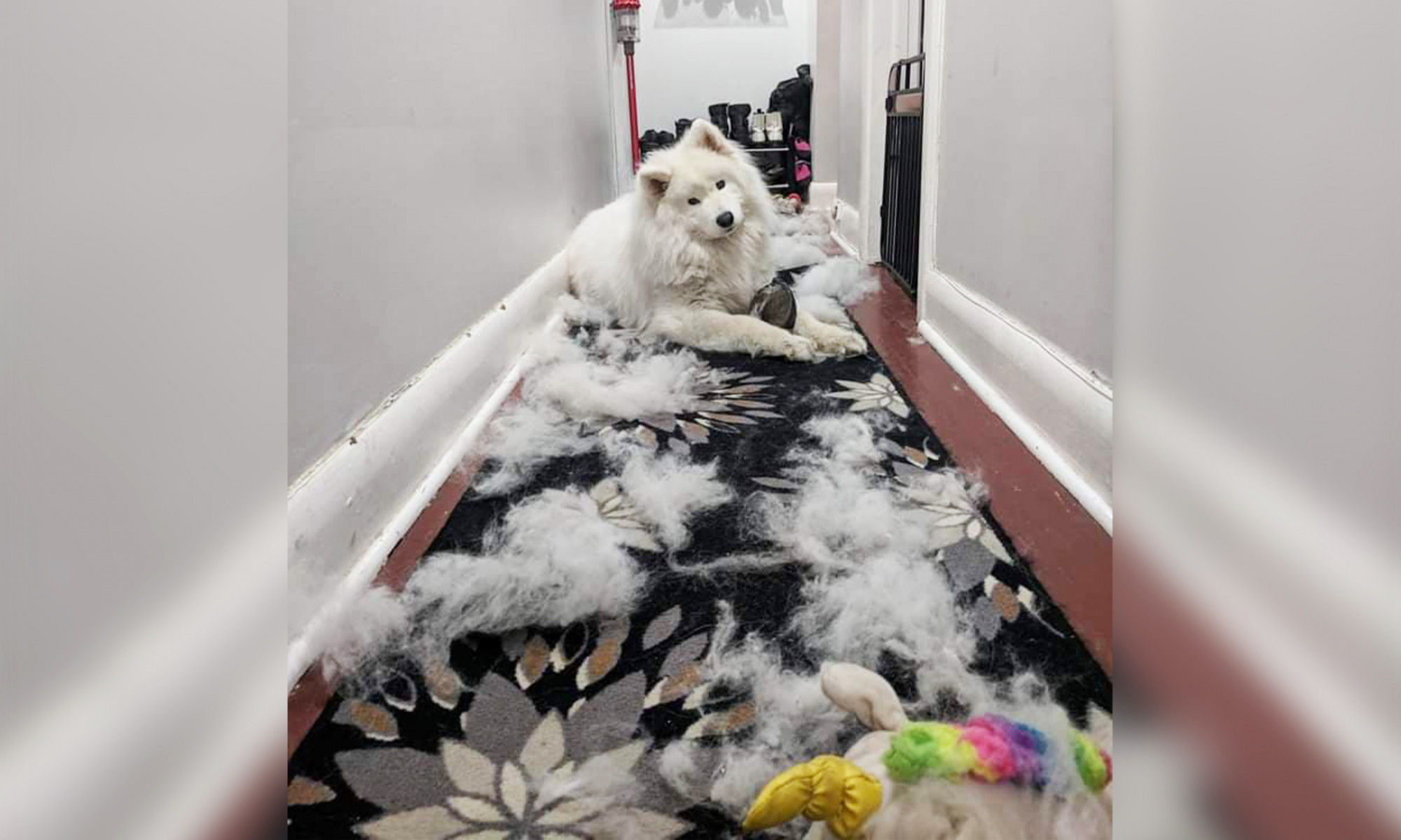 Une femme utilise l’abondante perte de poils blancs d&rsquo;une chienne pour fabriquer des bottes vraiment adorables