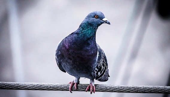 Australie : Un pigeon américain va être euthanasié pour avoir enfreint les règles de la quarantaine