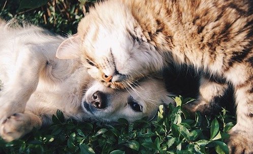 Animaux de compagnie : l&rsquo;Assemblée nationale interdit la vente des chiens et chats en animalerie