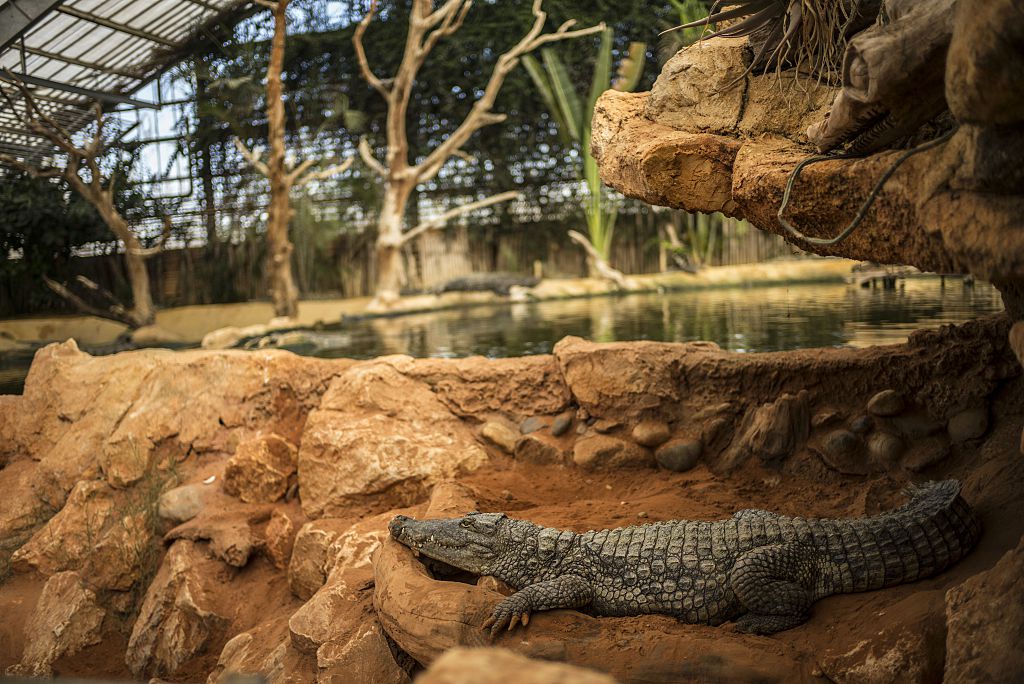 Drôme : Eleanor, la crocodile des égouts de Paris, a rejoint la Ferme aux crocodiles