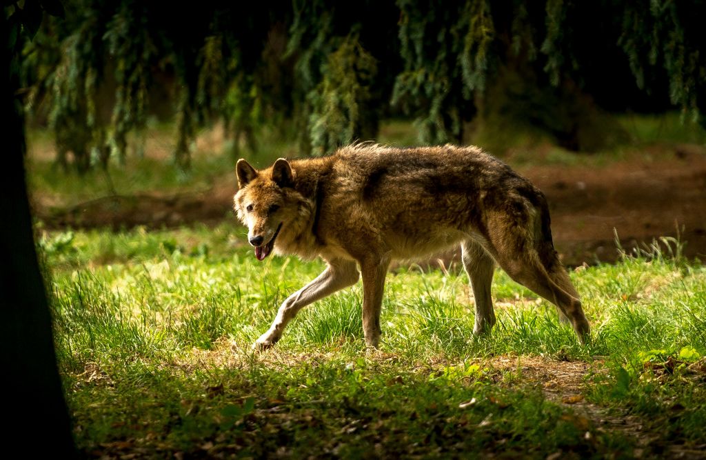 Pyrénées-Orientales : 6 loups échappés de leur enclos sont traqués