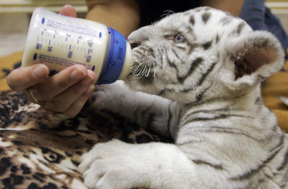 Nicaragua : une petite tigresse blanche a vu le jour dans un zoo, une espèce rare et menacée