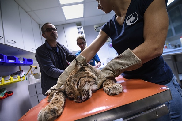 Découverte d&rsquo;un lynx tué dans le massif jurassien, le directeur du centre de sauvetage de la faune sauvage Athénas en colère