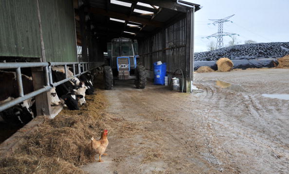 Mortalité dans les élevages : nuisances électriques et électromagnétiques incriminées