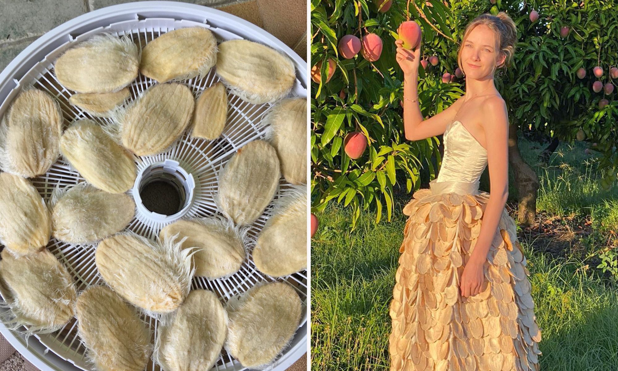 Une jeune Néo-Zélandaise crée une robe avec des gousses de mangue pour sensibiliser au gaspillage alimentaire