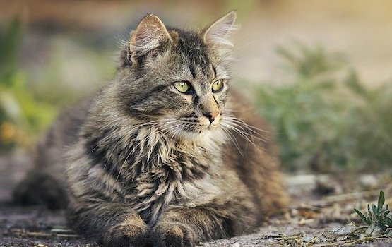 Abandons d&rsquo;animaux : l&rsquo;identification des chats nés après 2012 est obligatoire