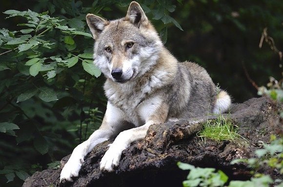 France : dégradation de la population des loups, alertent des experts