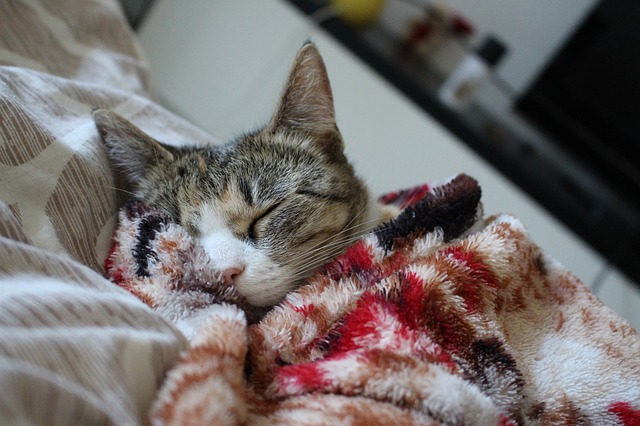 Marne : une famille retrouve sa chatte 11 ans après sa disparition lors d&rsquo;un déménagement