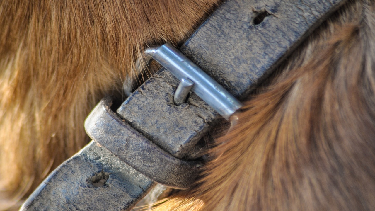 Vendée : des chasseurs libèrent un chien attaché depuis plusieurs jours à un arbre