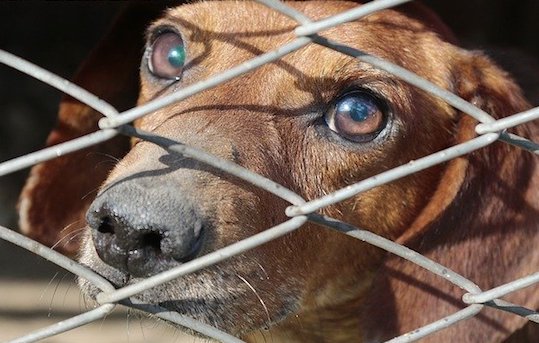 Maltraitance animale : vote quasi unanime des députés, après quelques échanges enflammés