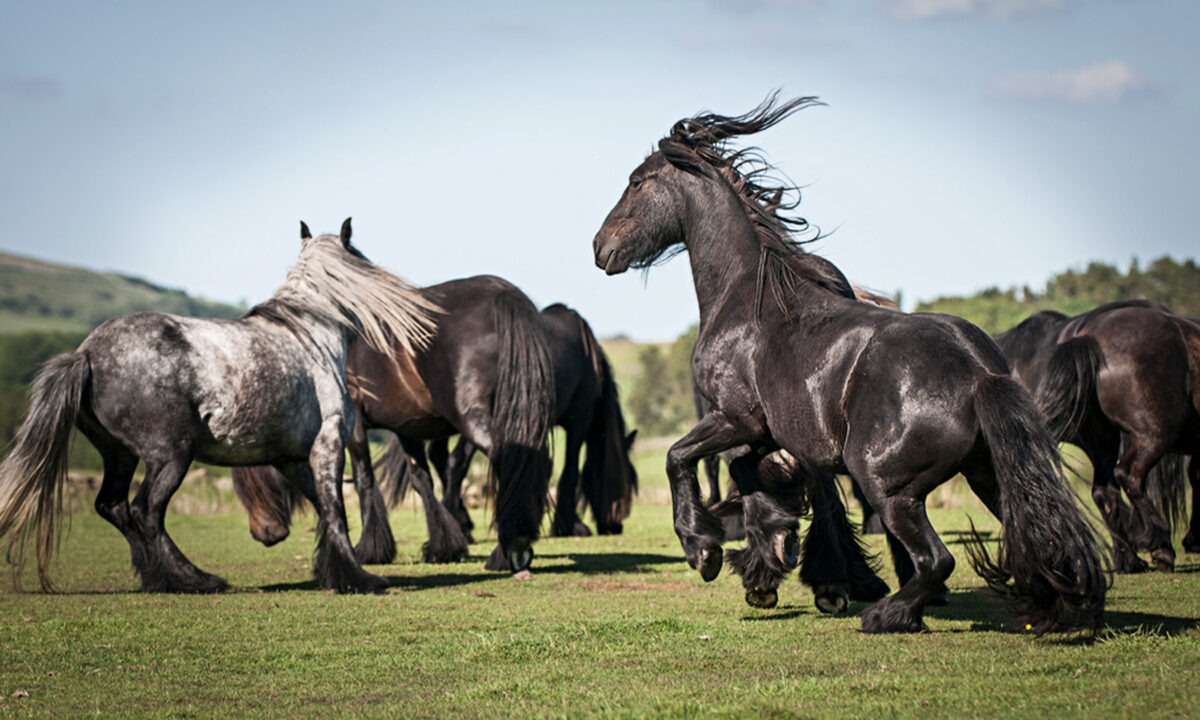 6 races de chevaux noirs d&rsquo;une beauté spectaculaire pour inspirer votre sens du mystère et du romantisme