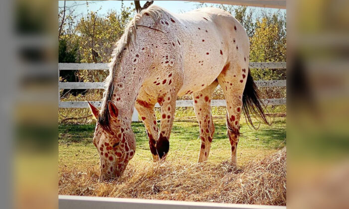 Cet appaloosa avec ses « taches de léopard » est si « chouette » qu&rsquo;il a 19.000 followers sur Instagram