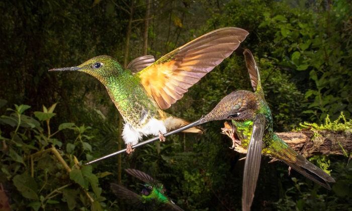 Un photographe saisit un moment unique dans une vie : un colibri rare se perche sur le bec d&rsquo;un oiseau