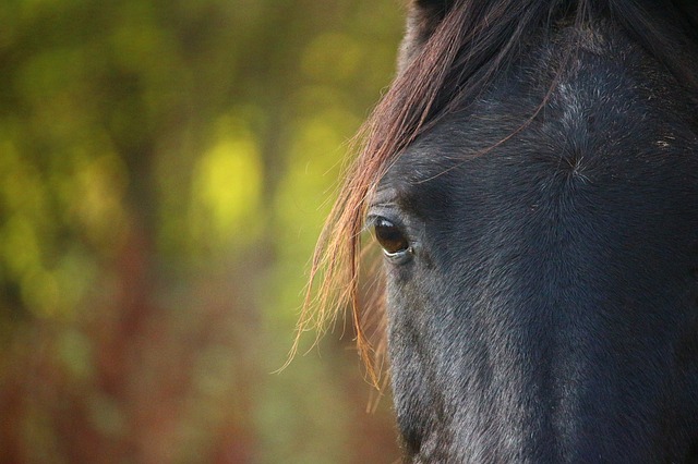 Dordogne : une jument chute dans un fossé de deux mètres, elle est sauvée par les pompiers