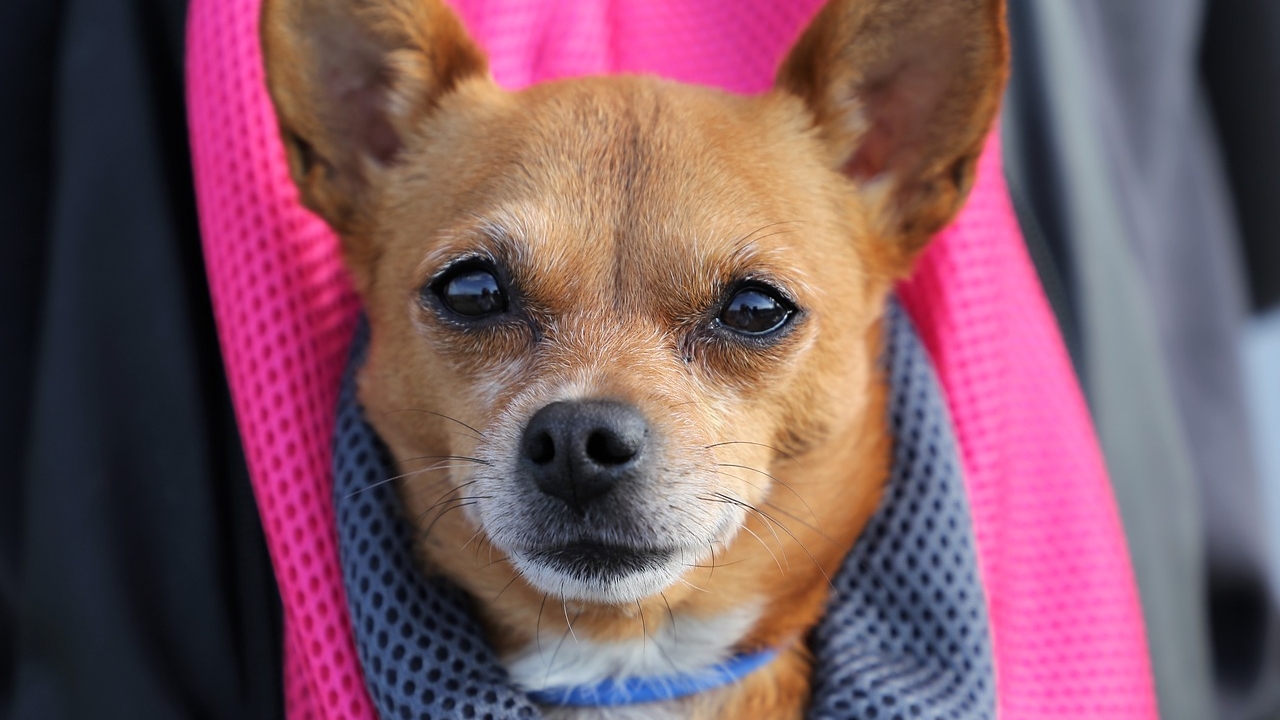 Calvados : percuté par une voiture, Heliot le chihuahua est en voie de guérison