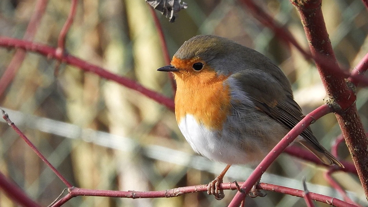 Var : un homme écope 12.000€ d&rsquo;amende pour avoir braconné des rouges-gorges