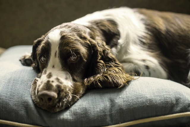 Cette famille se relaie pour dormir sur le canapé avec son vieux chien handicapé chaque nuit