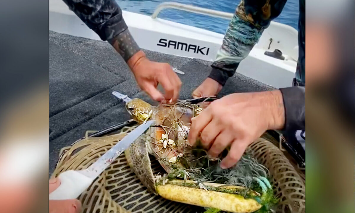 VIDÉO : Des pêcheurs australiens trouvent un bébé tortue de mer empêtré dans un filet de pêche et le libèrent