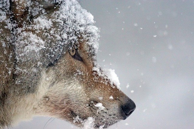[Vidéo] Il filme une meute de loups se frayant un chemin dans la neige en Savoie