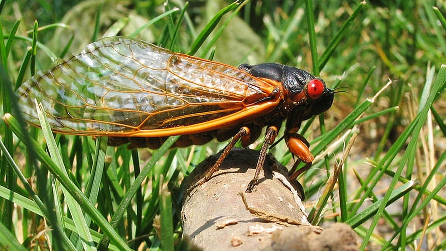 Après 17 ans sous terre, des milliards de cigales vont s&rsquo;abattre sur la côte est américaine