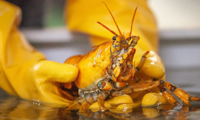 Un pêcheur de homard pêche un homard jaune ultra rare, baptisé « Banana », une chance sur 30 millions