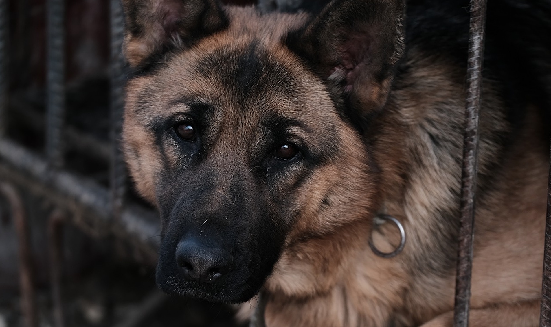 Strasbourg : le berger allemand Rex recueilli par la SPA après une vie de maltraitance enfermé dans un cabanon