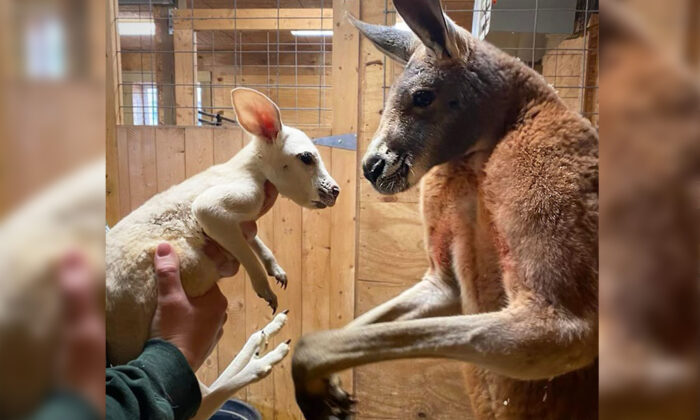 Un bébé kangourou blanc ultra rare né au zoo de New York, peut-être le tout premier aux États-Unis