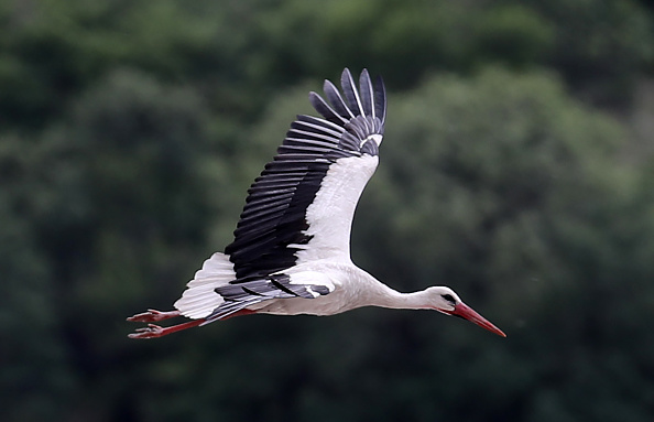Creuse : une centaine de cigognes font une escale à Saint-Priest-la-Feuille, annonçant le printemps