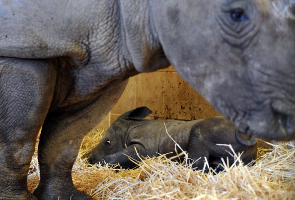 Loire-Atlantique : un bébé rhinocéros blanc nouveau-né au zoo de la Boissière-du-Doré, une naissance exceptionnelle