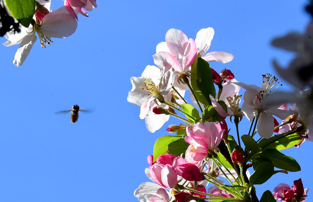 Cherbourg : dans ce nouveau lotissement, des arbres fruitiers destinés à la consommation des résidents