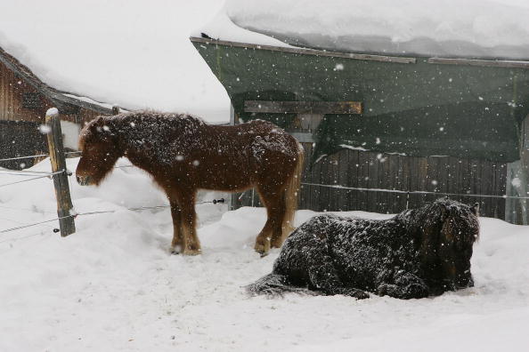 Haute-Savoie : à Avoriaz le cheval remplace les remontées mécaniques