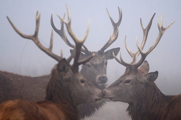 15 cerfs prisonniers d’un lac gelé en Pologne et sauvés difficilement par les pompiers