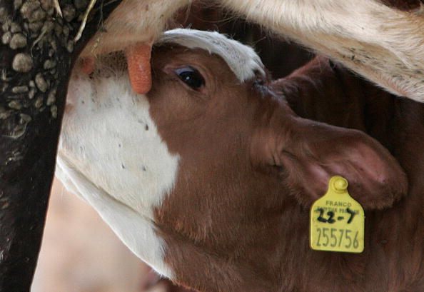 Orne : quatre amis d’enfance sauvent un veau tout juste né, coincé dans les ronces