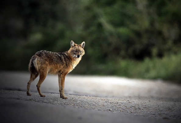Pour la première fois, un chacal doré est aperçu en Loire-Atlantique, à Saint-Molf