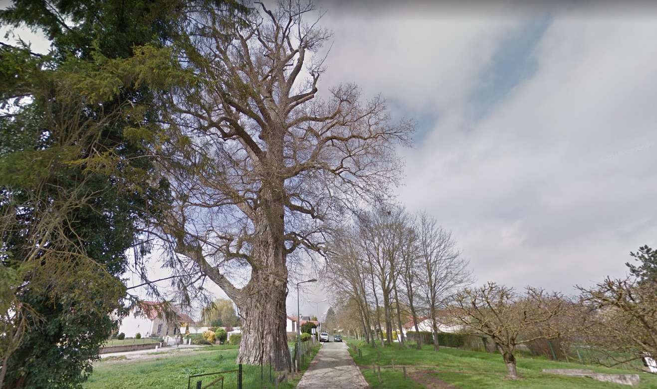 Marne : le combat d&rsquo;Amandine pour sauver la Pouplie, un peuplier géant de 11 mètres de diamètre