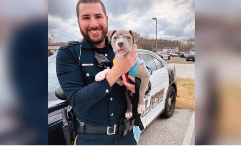 Un policier du New Jersey sauve un chiot pitbull sans-abri blessé et l&rsquo;adopte le même jour