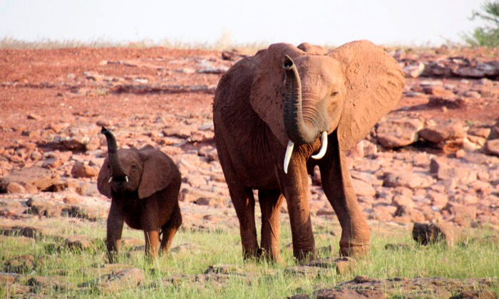 Une équipe sauve une maman éléphant qui marche avec un piège de chasseur sur la patte