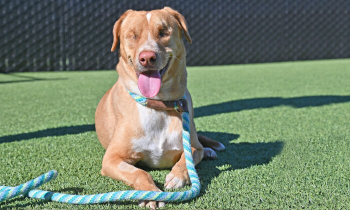 Un vétéran malvoyant adopte un chien aveugle et abandonné par ses anciens propriétaires