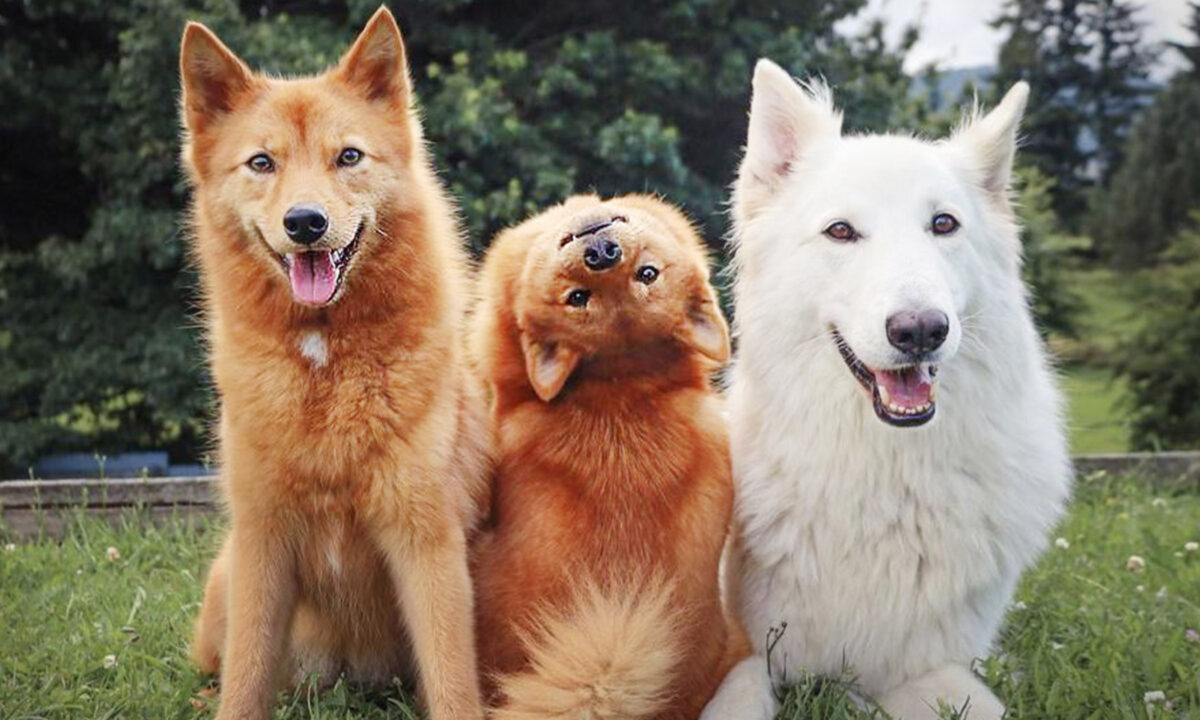 Une petite chienne malicieuse continue de gâcher les photos de famille de toutous avec sa pose hilarante de « L&rsquo;Exorciste »