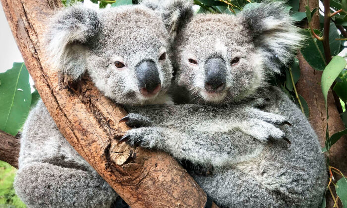 Ces koalas se câlinant dans un parc australien sont vraiment adorables