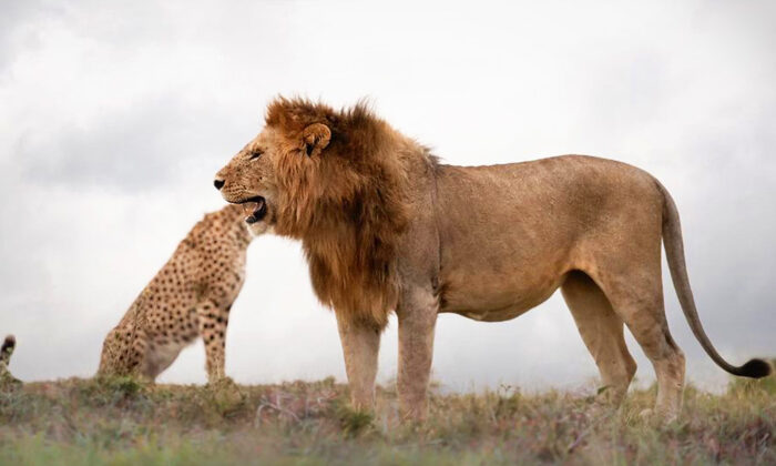 Un photographe capture le moment où un lion semble avoir la tête entière d’un guépard dans sa gueule