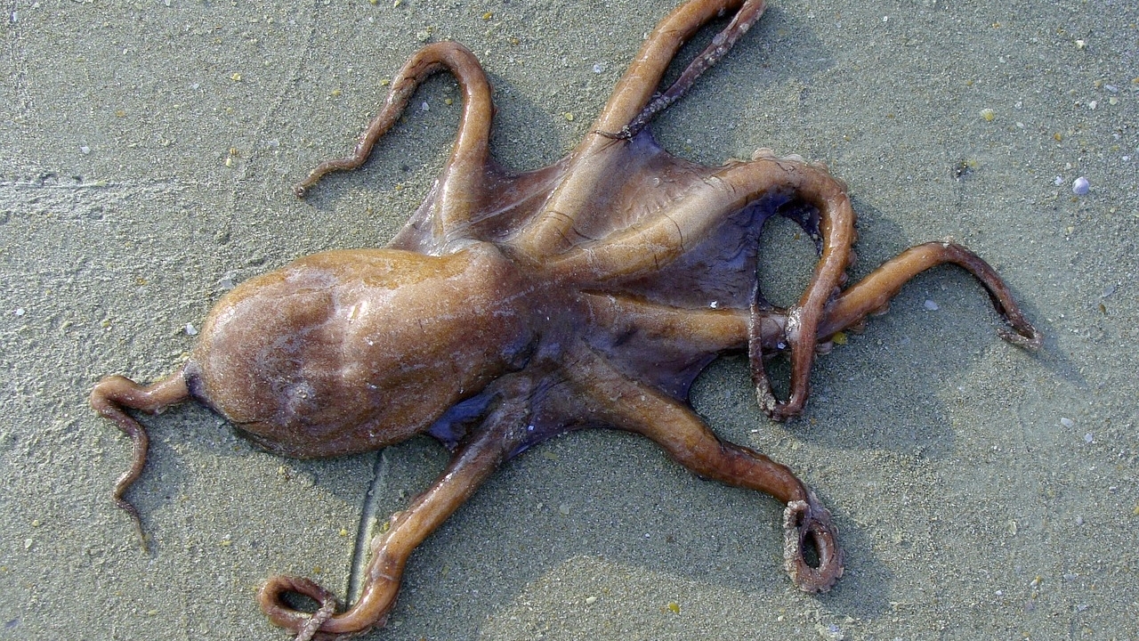 Île de Ré : plus de 200 cadavres de pieuvres retrouvés échoués sur une des plages