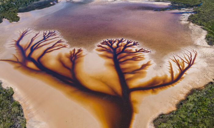 Un photographe capture un arbre de vie dans un lac dont l&rsquo;eau se retire