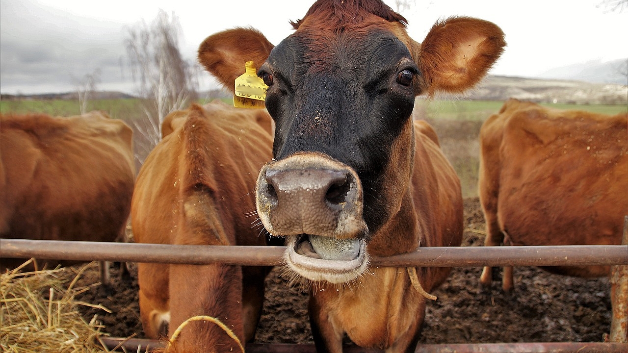 Côtes-d&rsquo;Armor : 80 bovins, affamés et abandonnés, retirés à leur éleveur